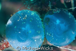 Unknown blue orb thing resting on coral by Michael Wicks 